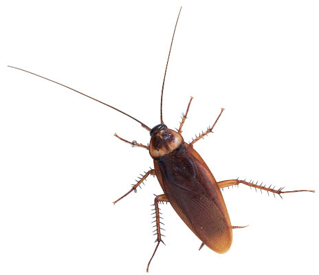 ... cockroach - pest control 