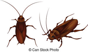 ... cockroaches - two detaile - Cockroach Clipart