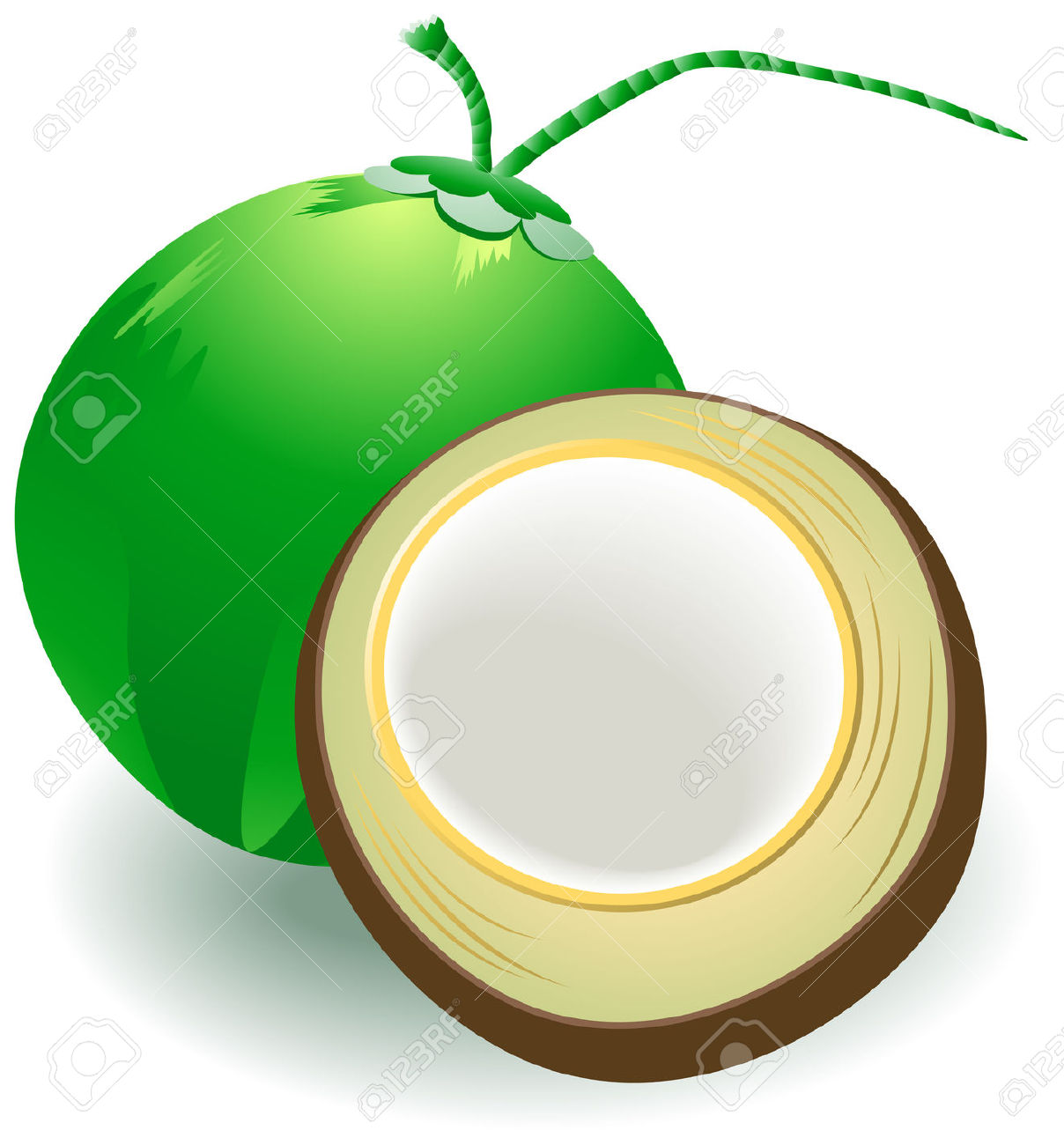 Realistic coconut Clipartby d
