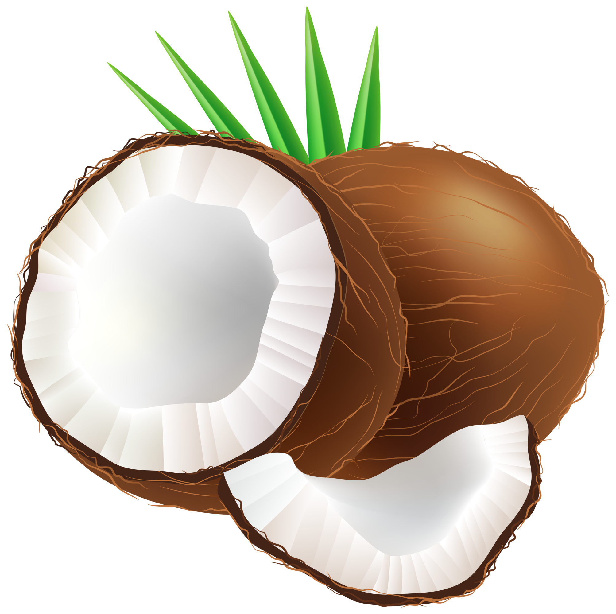 Cut coconut, Cut, Half, Cocon