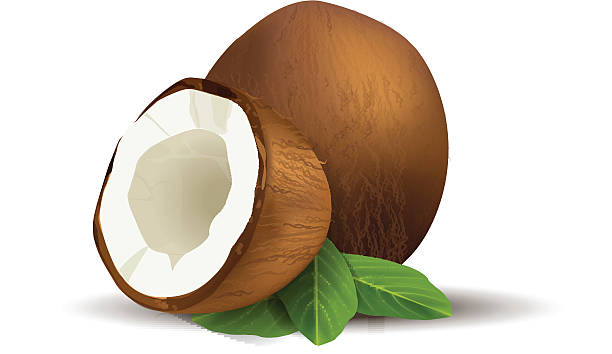 Coconut vector art illustration