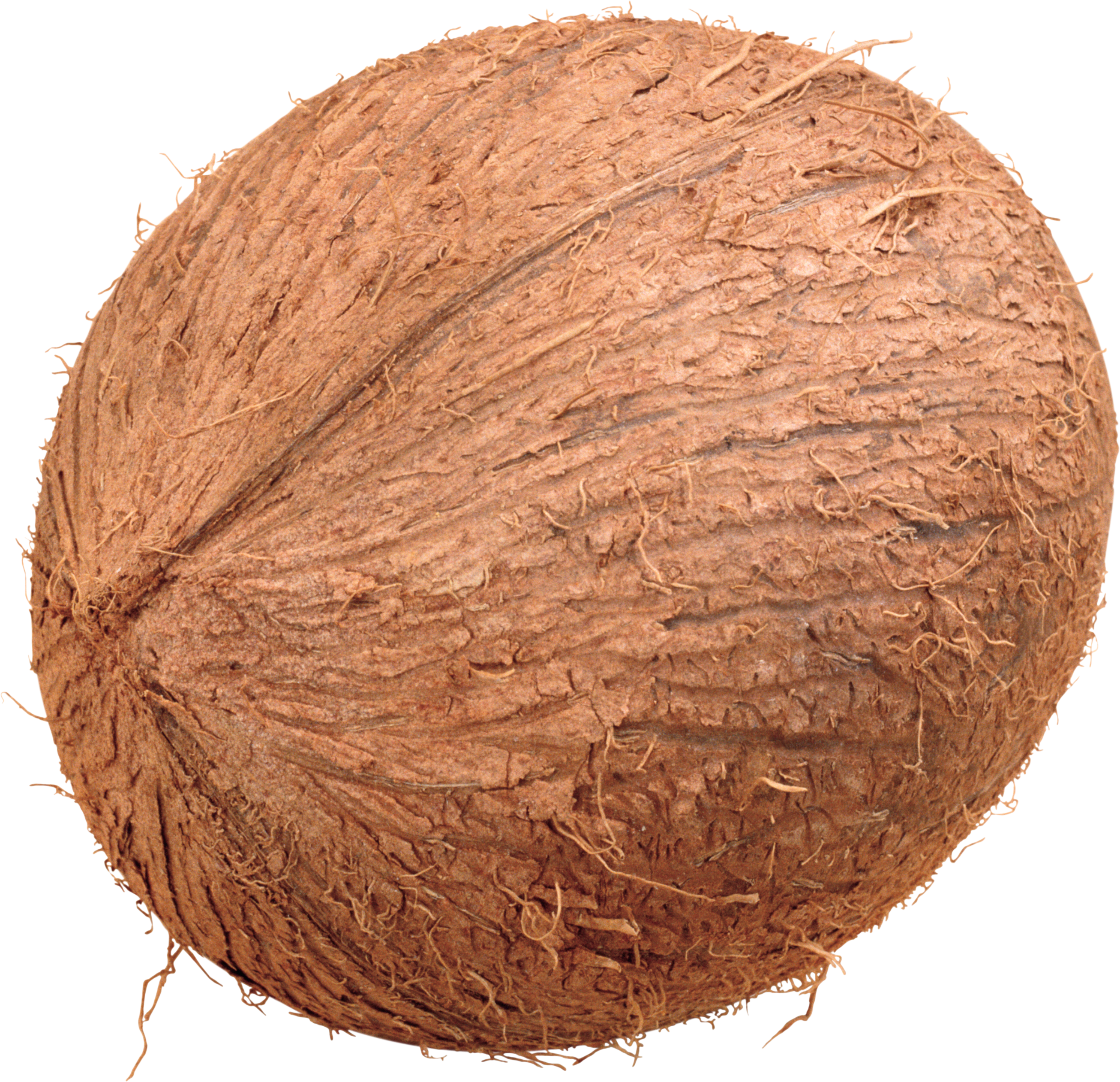 coconut clipart