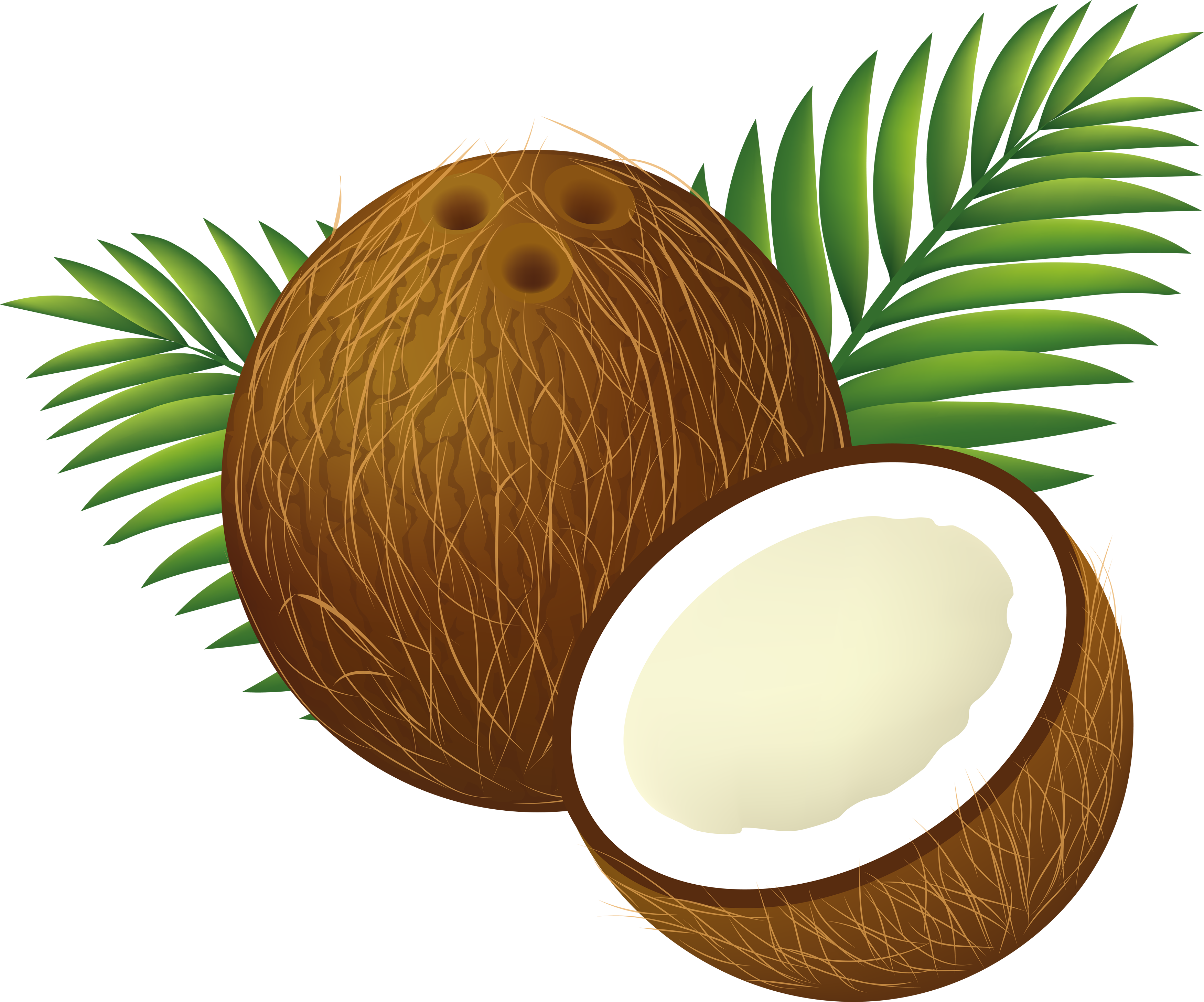 Coconut PNG image - Coconut Clip Art