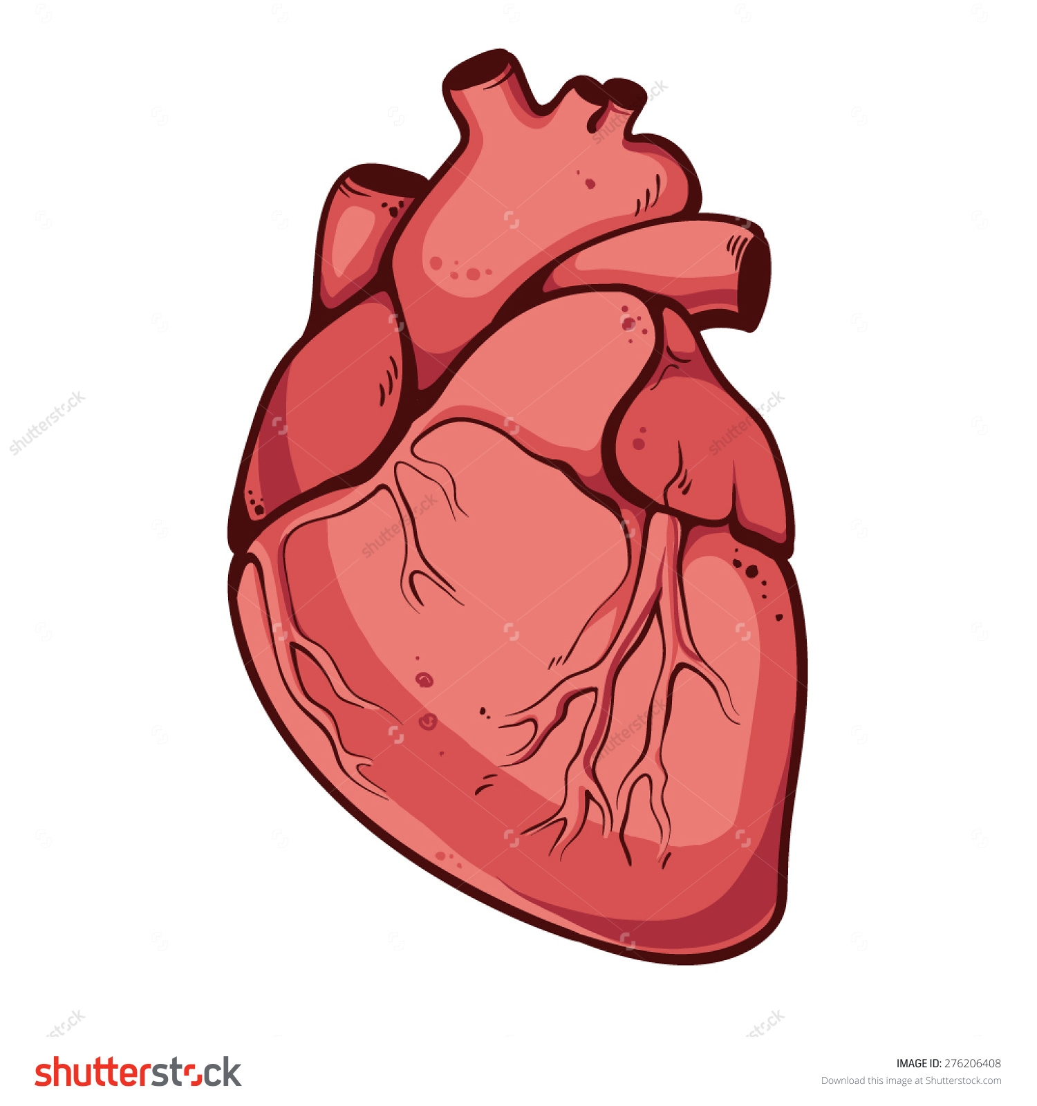 Collection Real Heart Diagram .
