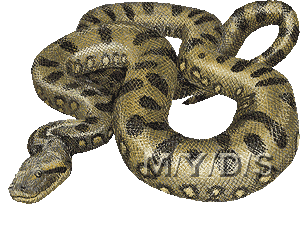 Common Anaconda picture / Med - Anaconda Clip Art