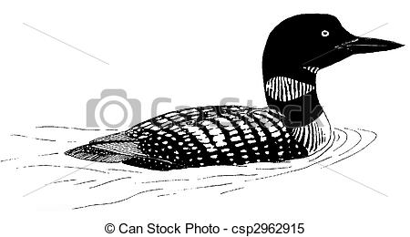 Common Loon - Gavia immer - Loon Clip Art