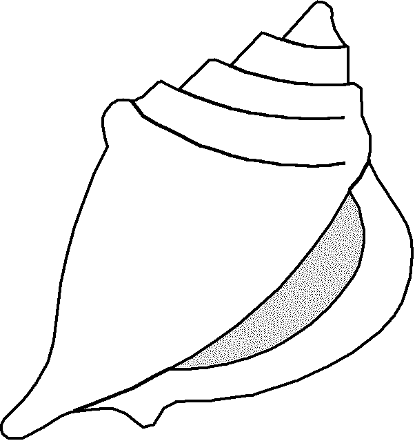 Orange Conch Shell Clip Art A