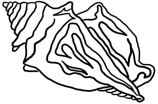 Conch Shell Line Drawing Images Pictures - Becuo