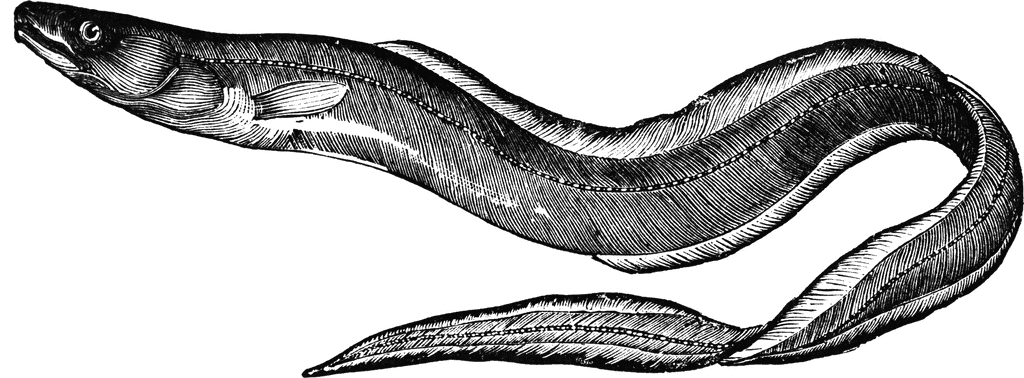 Conger Eel Clipart