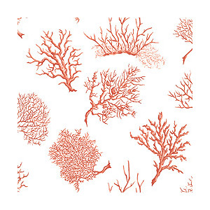 ... Coral Clip Art ... - Coral Clip Art
