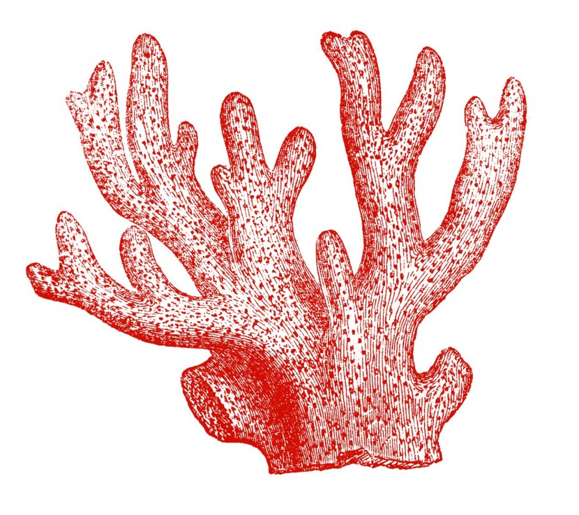Coral Clipart Free Clip Art I - Coral Reef Clipart