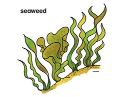 seaweed clip art digital clip