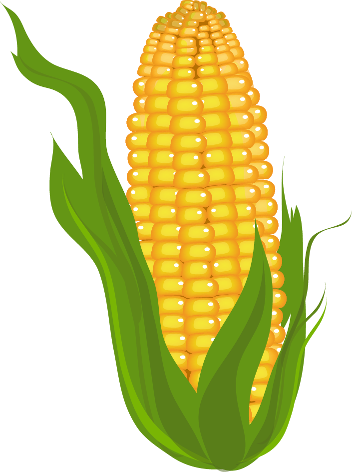 Illustration Of A Sweet Corn 