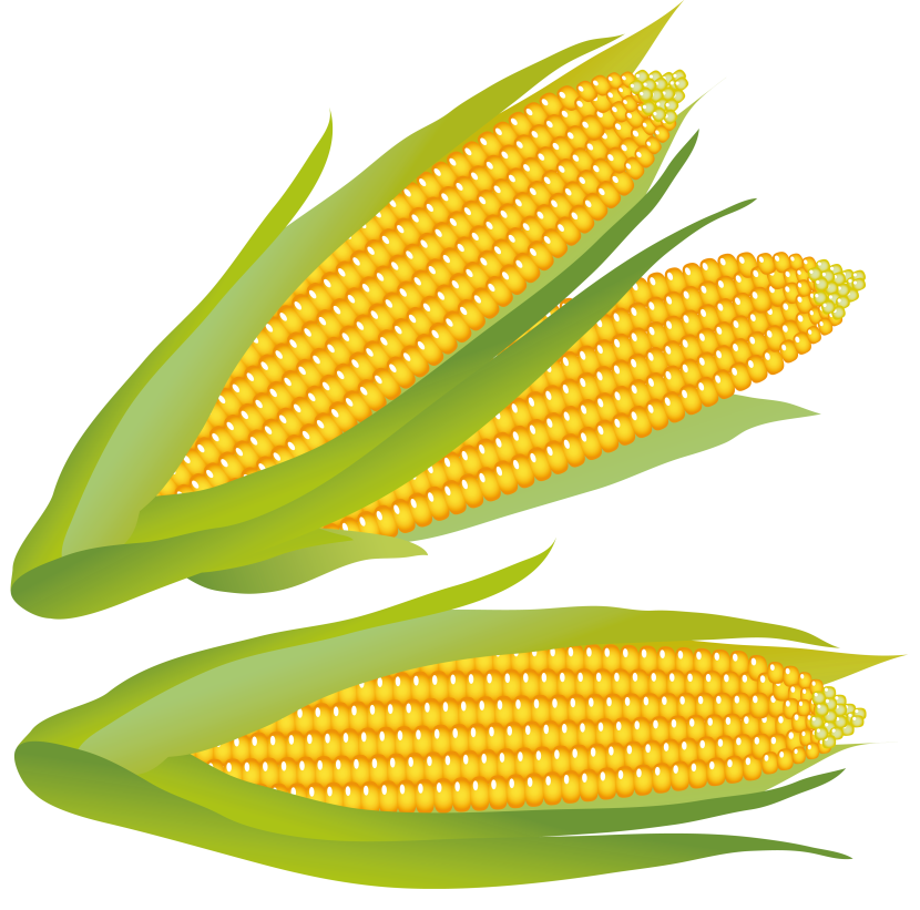 corn clipart - Corn Clipart