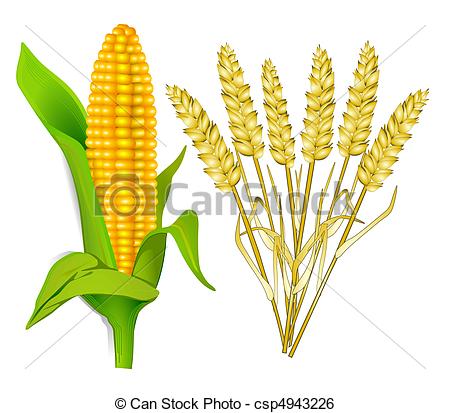 corn and grain Stock Illustrationby ...