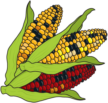 Indian Corn Clip Art, Vector 