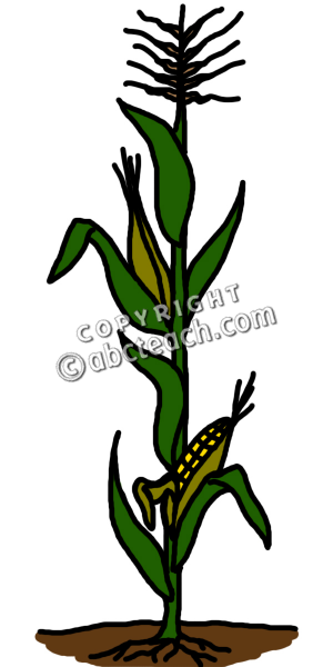 Corn Clipart Colouring Pages
