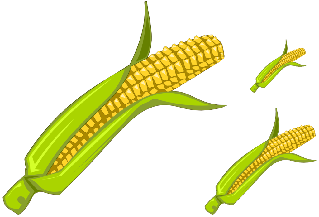 Corn - Clipart by Vyoma ClipartLook.com 