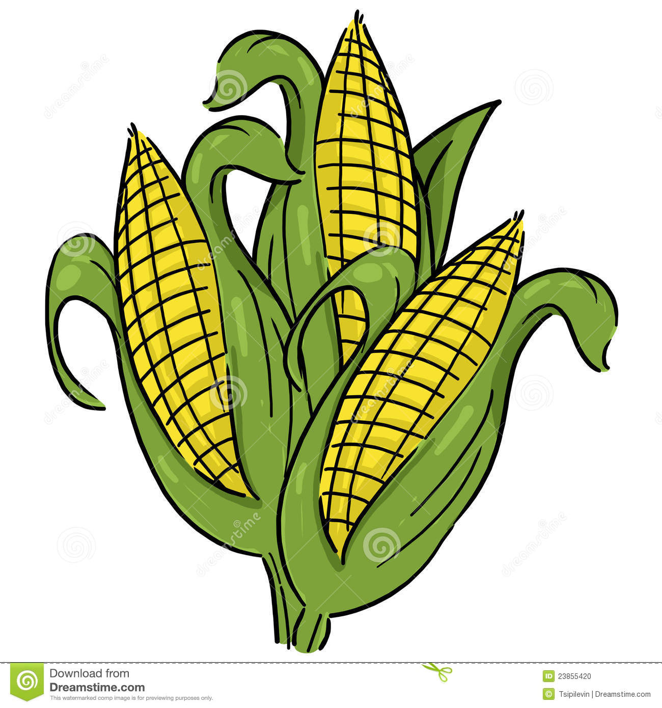 Corn Crops Clipart Ears Of Corn Illustration