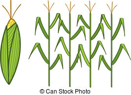 ... Corn - Four corn stalks and a corn cob.