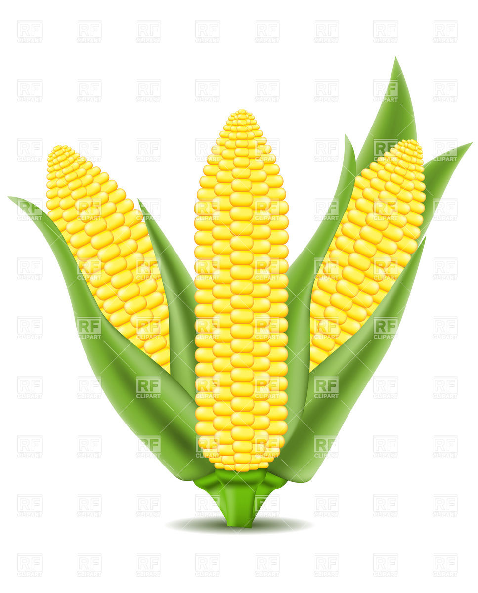 Corn On The Cob 19279 Plants  - Corn On The Cob Clipart