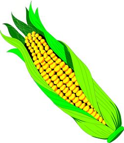 Corn on the cob clipart - Cli - Corn On The Cob Clip Art