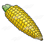 Corn on the Cob . - Corn On The Cob Clipart