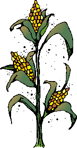 Corn stalk clipart transparen