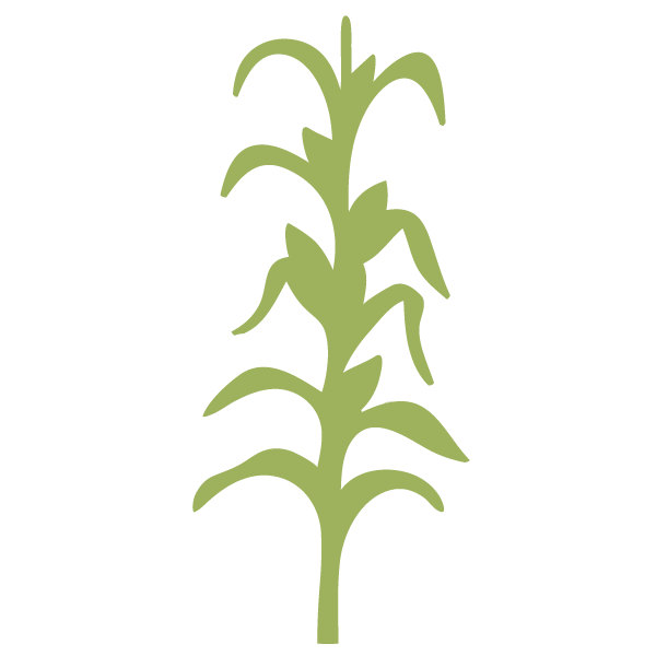 Corn Stalk Clipart - Cornstalk Clipart