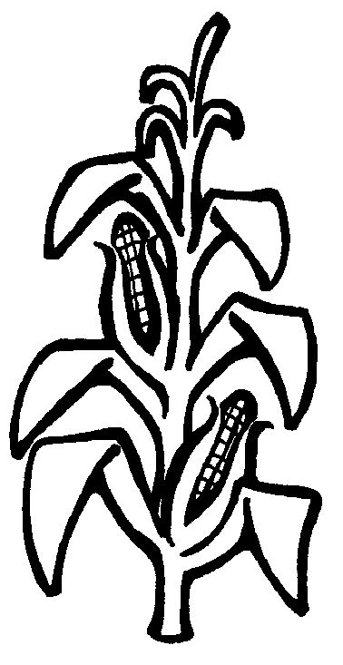 corn stalk clipart - Google . - Cornstalk Clipart