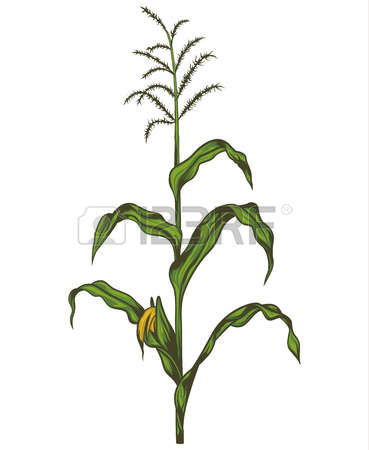 corn stalk: Corn stalk Illust - Cornstalk Clipart