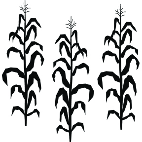 Corn stalk farm free clipart 