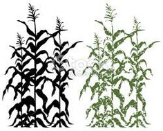 Corn stalk with corn clipart - ClipartFest