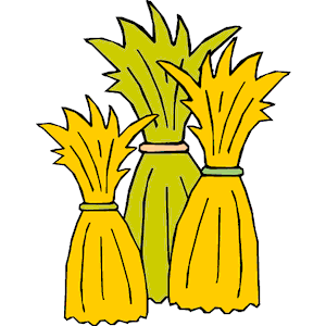 Corn clip art - vector clip a