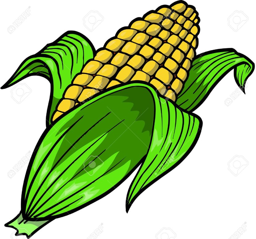 Corn Vector Illustration Stock Illustrations Cliparts And Royalty