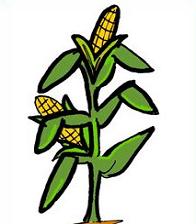 Corn Clipart Colouring Pages