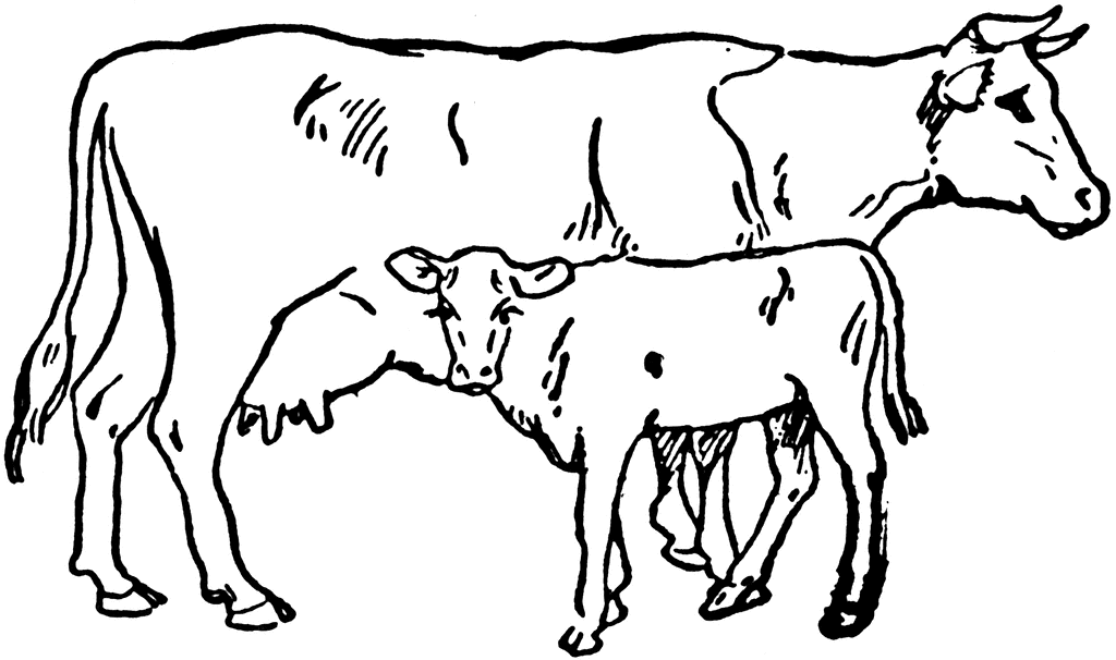Cow And Calf Clipart Etc - Etc Clipart