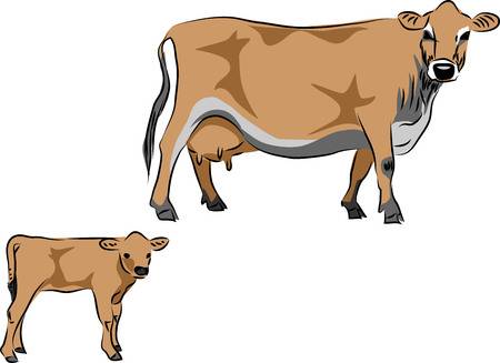 Jersey cow with calf vector illustration