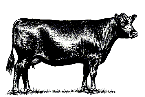 Cow In The Grass Clip Art At 