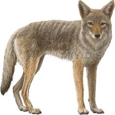 Coyote clipart