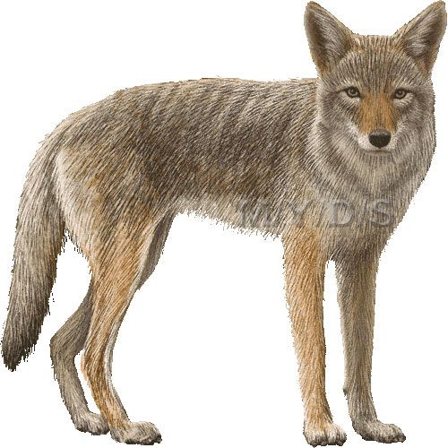 Coyote clipart picture / Large