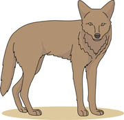 Coyote Size: 49 Kb