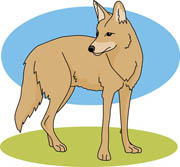 coyote. Size: 96 Kb