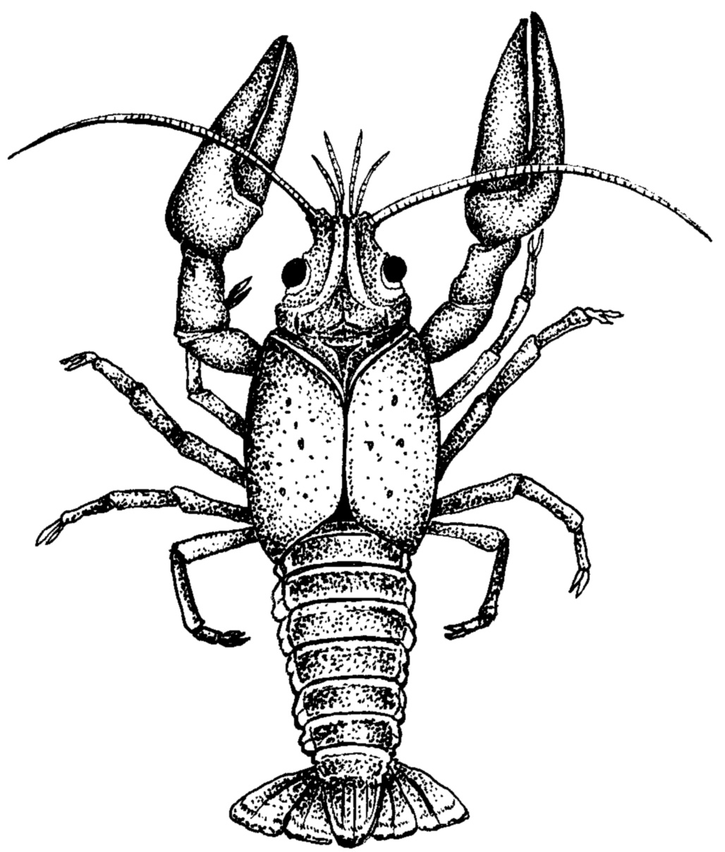 Crawfish Clipart - Crayfish Clipart