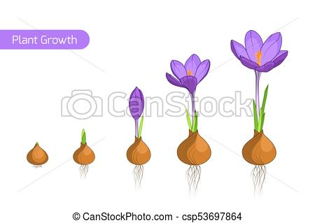 Crocus flower plant growth evolution concept - csp53697864