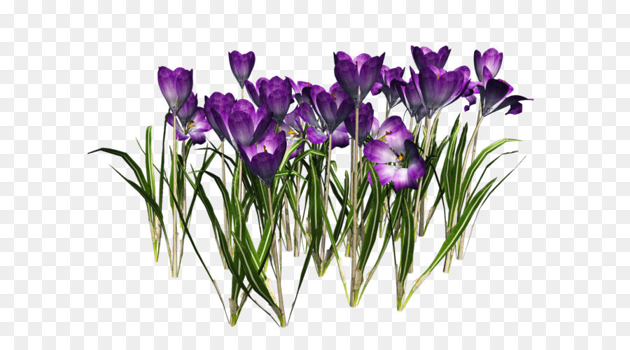 perennial-purple-crocus-sprin