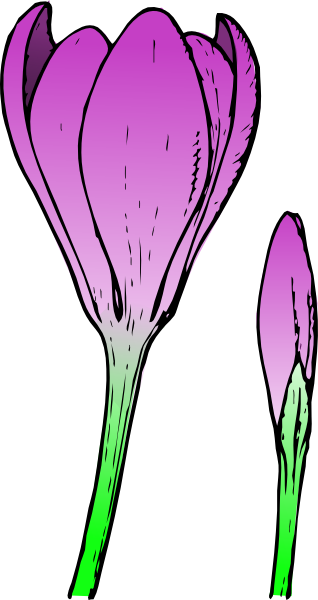 Download this image as: - Crocus Clipart