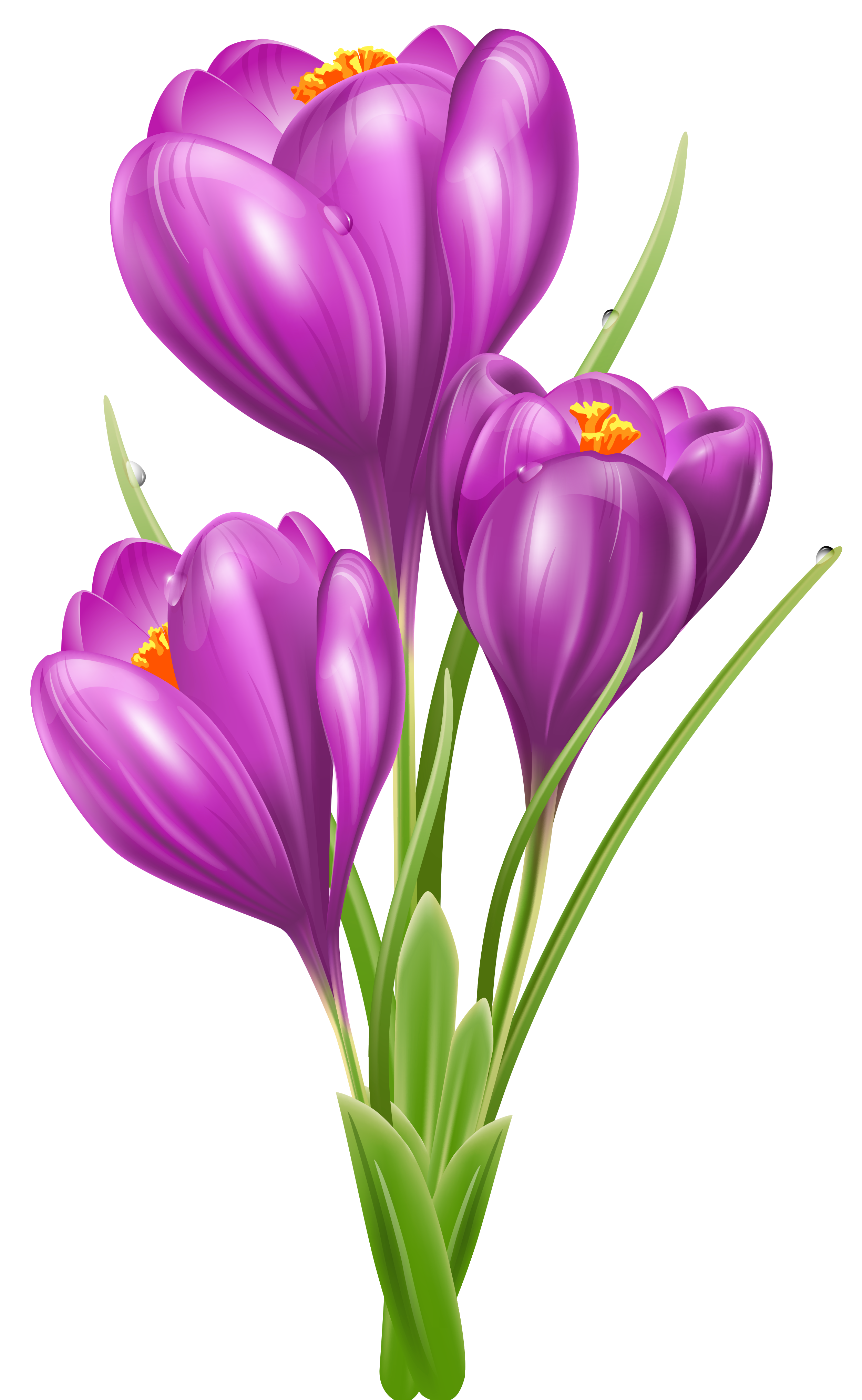 Grass with Crocus PNG Clipart