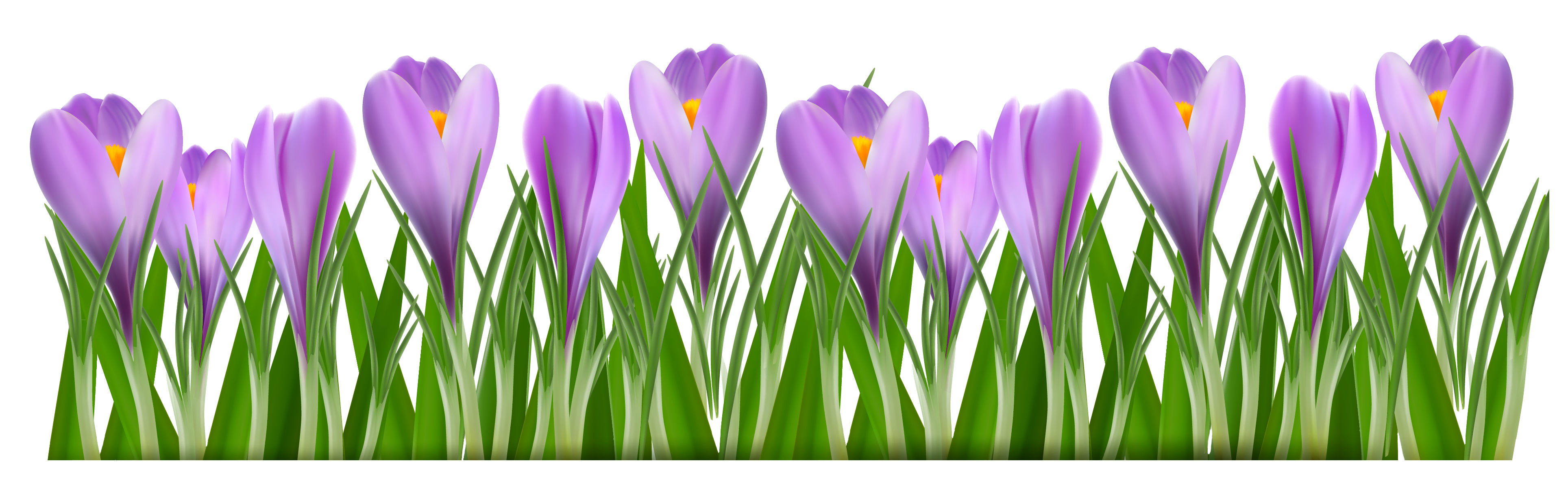 Grass with Crocus PNG Clipart Picture