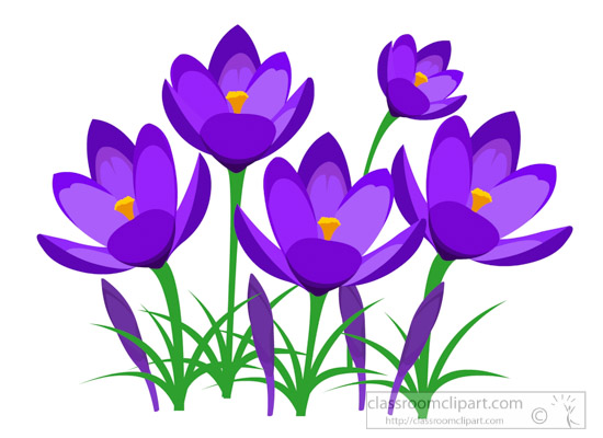 perennial-purple-crocus-sprin - Crocus Clipart